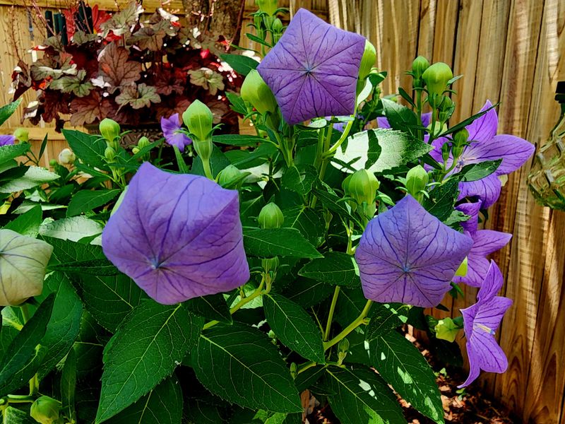 Balloon Flower