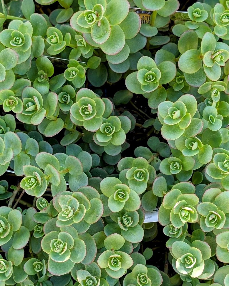 Sedum Handles Dry Summers With Little Fuss