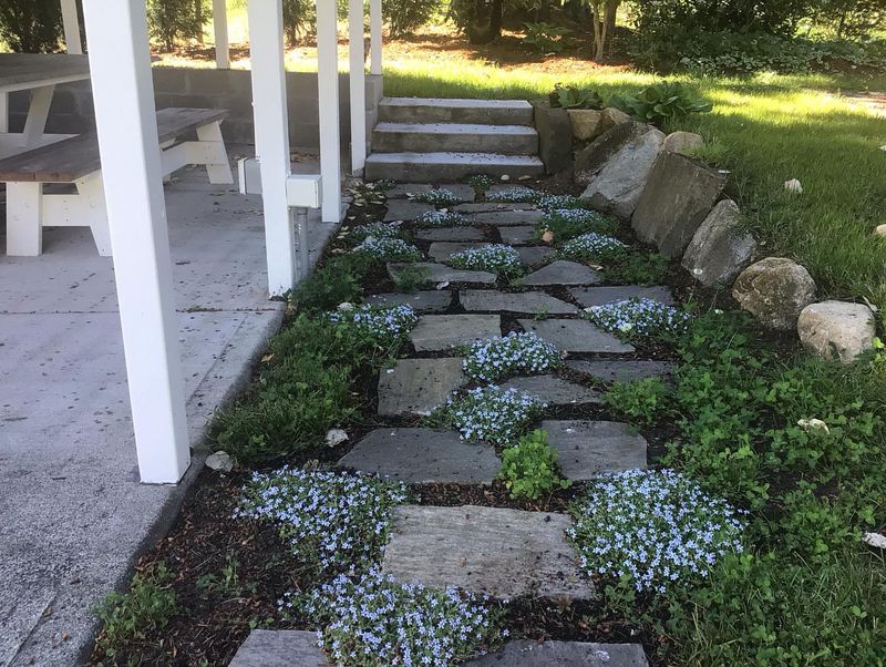 Blue Star Creeper Forms A Tight Low Growing Mat