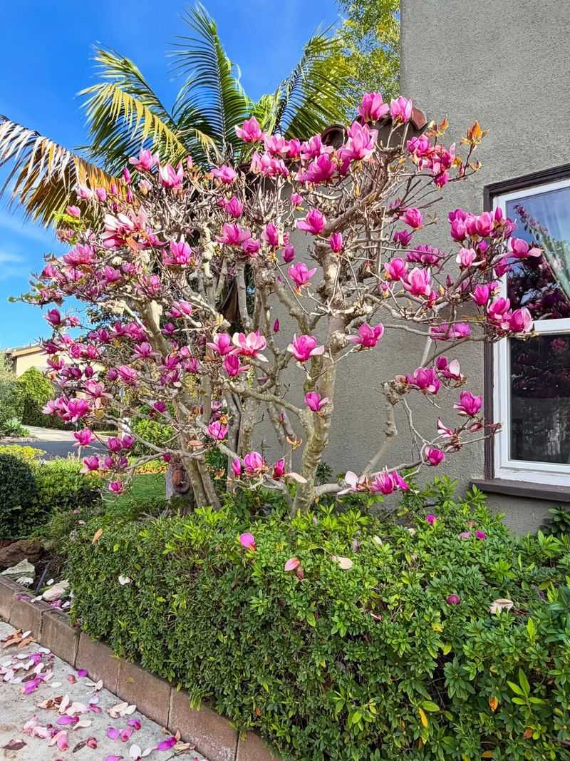 Saucer Magnolia Adds Big Early Flowers And Front Yard Drama