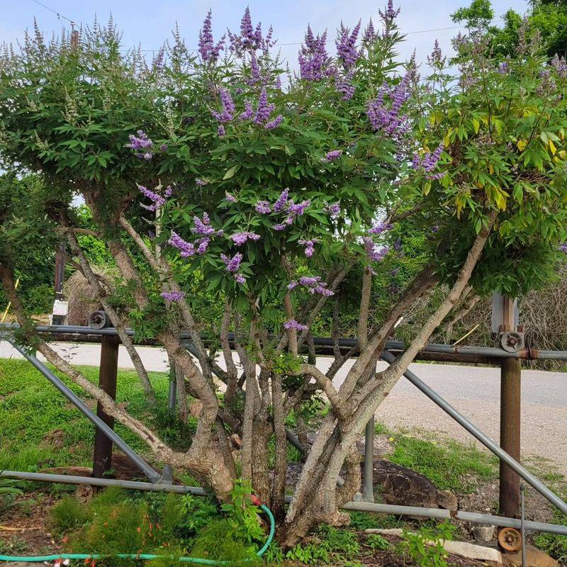 Chaste Tree Stands Out With Lavender Summer Flower Spikes