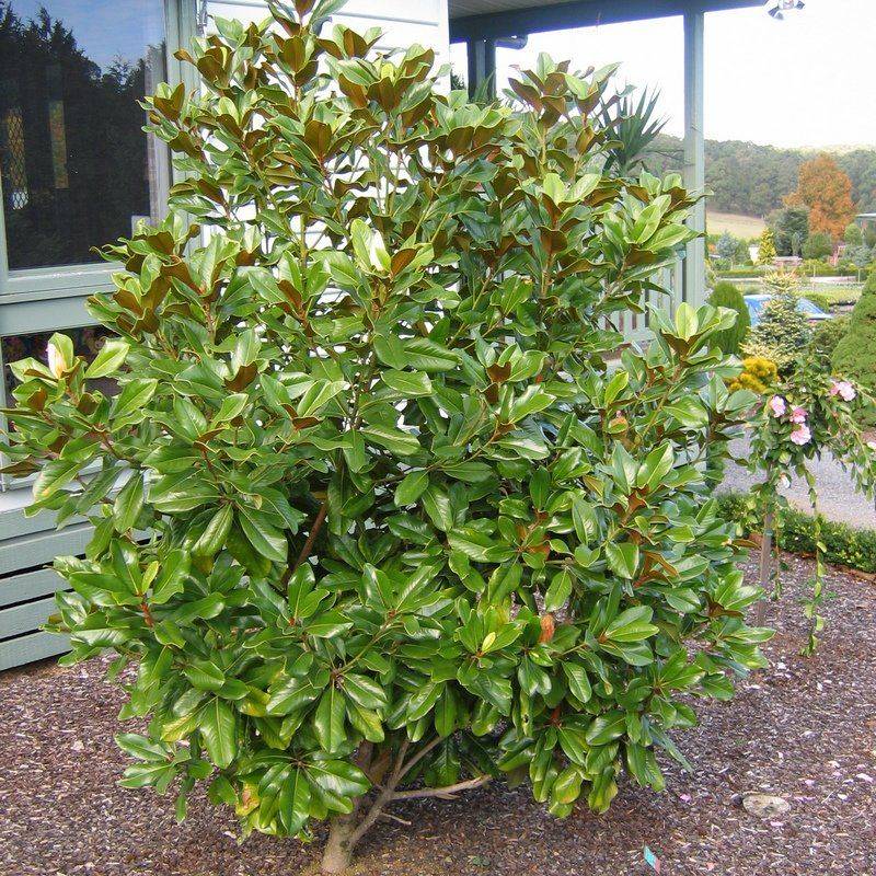 Baby Grand Magnolia Fits Small Spaces With An Upright Form