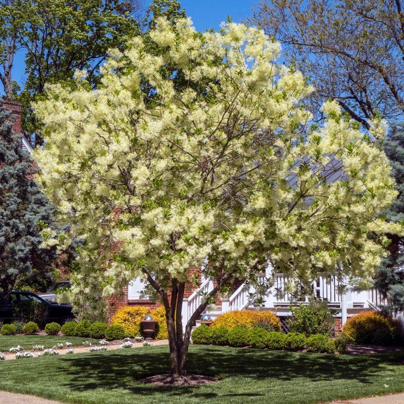 Eastern Fringe Tree (Chionanthus Virginicus)