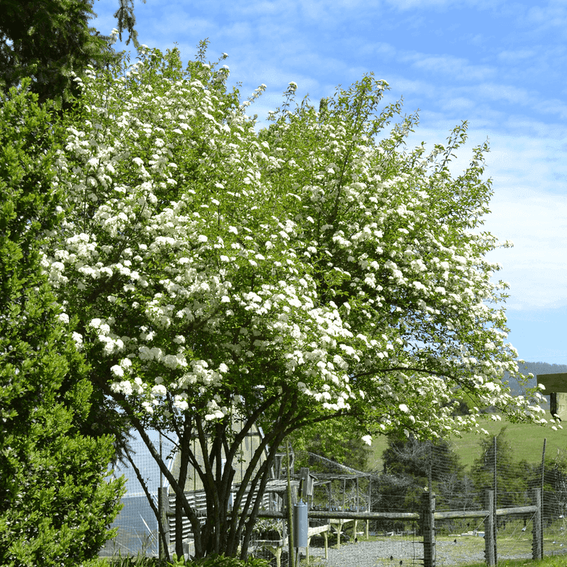 Blackhaw Viburnum (Viburnum Prunifolium)