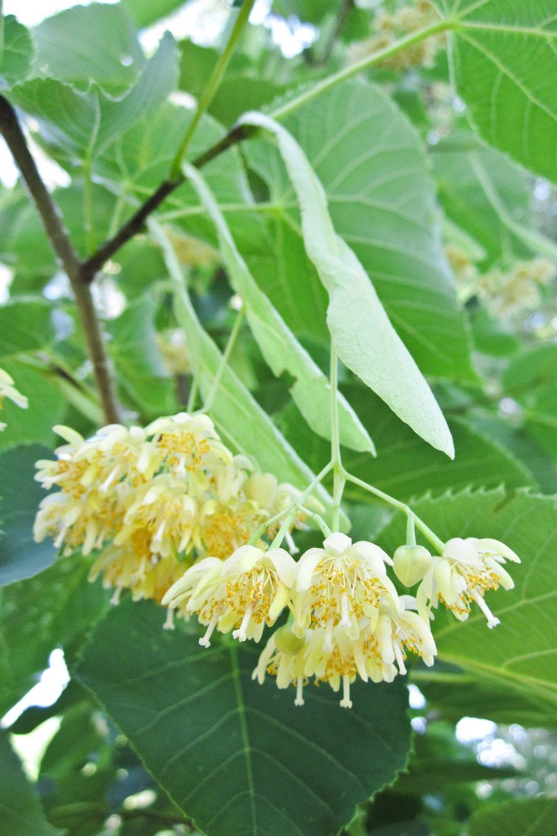 American Basswood Fills The Air With A Rich Honey Scent