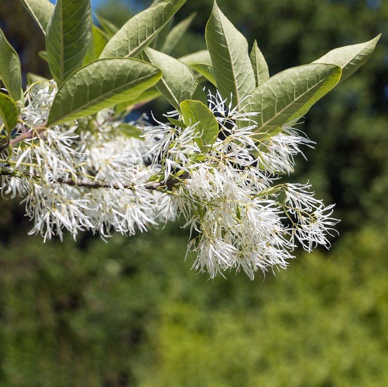 White Fringetrees Provide Unique Fragrance And Durable Branches