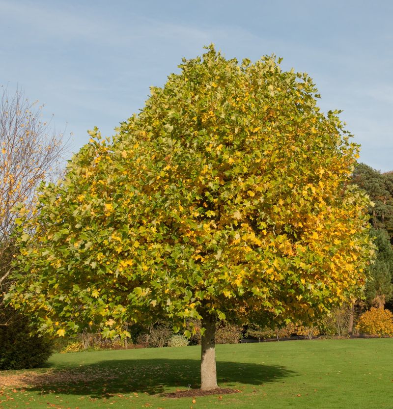 Tulip Tree (Liriodendron Tulipifera)
