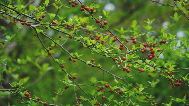 Possumhaw Holly (Ilex Decidua)