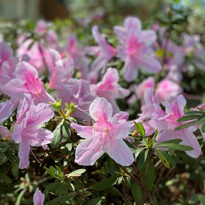 Azalea Sets Flower Buds Early And Should Be Pruned After Bloom