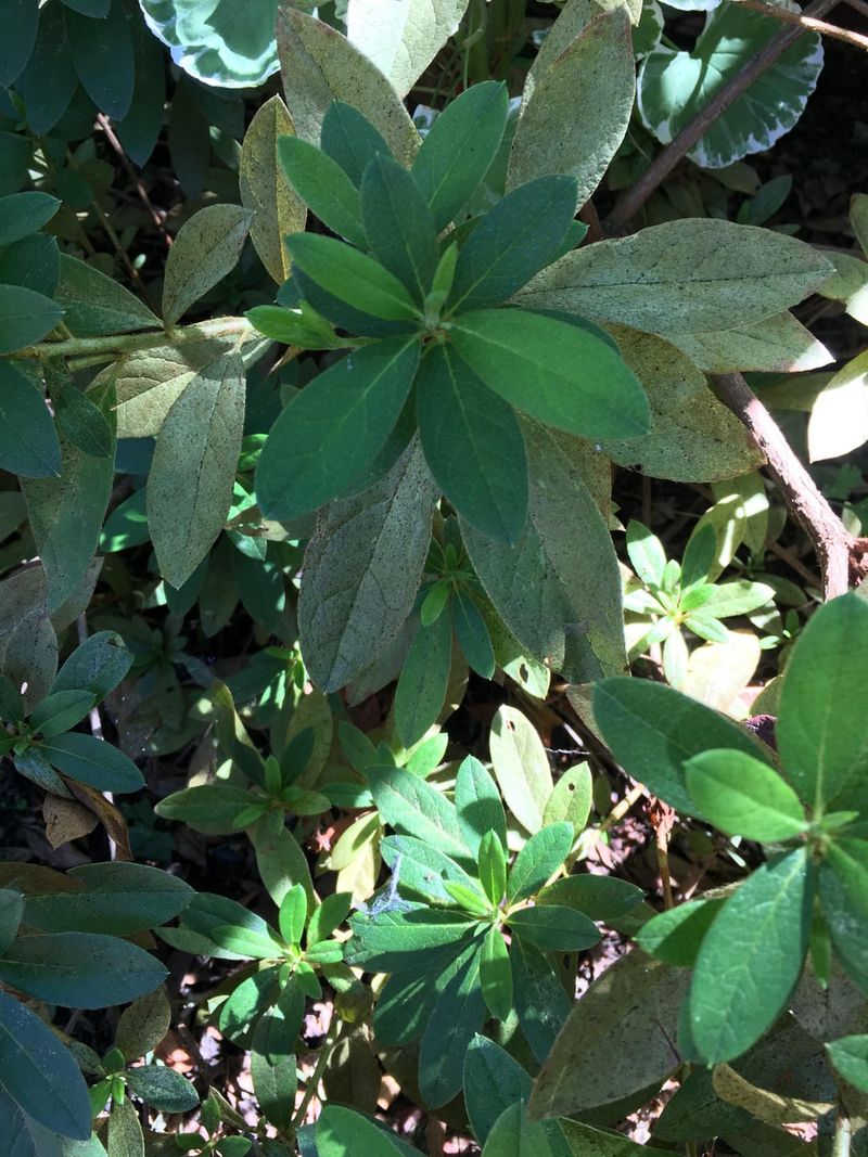 Azalea Should Be Left Alone Until After Blooming