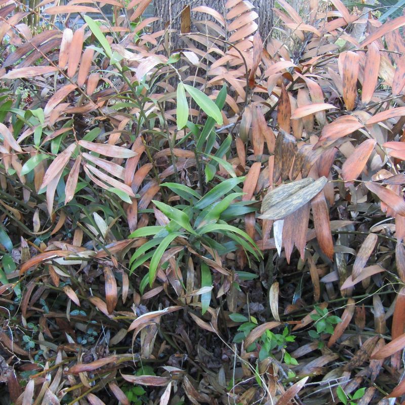 Bright Green Growth Appears At The Plant Base