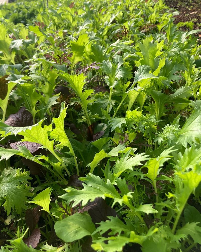 Mustard Greens