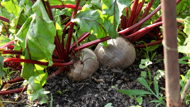 Beets Giving You Roots And Greens Together