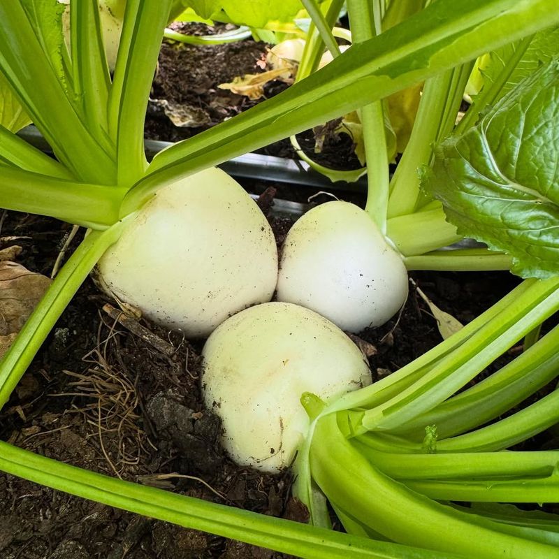 Turnips Grow Quickly In Early Spring Conditions
