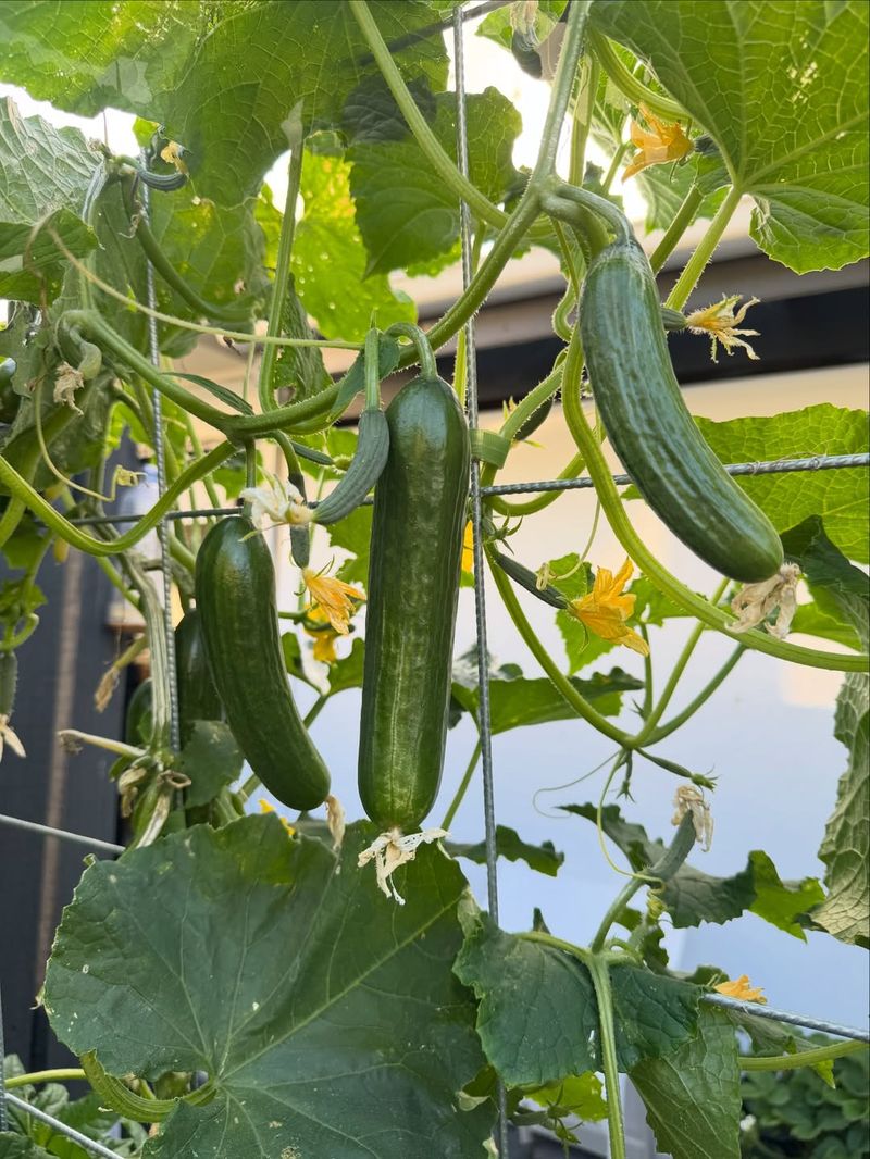 Cucumbers Can Grow Vertically To Save Valuable Garden Space
