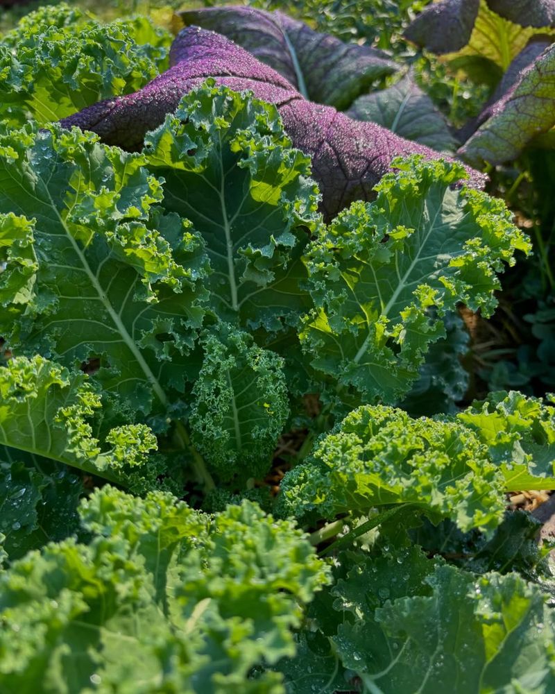 Kale Seeds Thrive When Started During Cool Early Spring Conditions