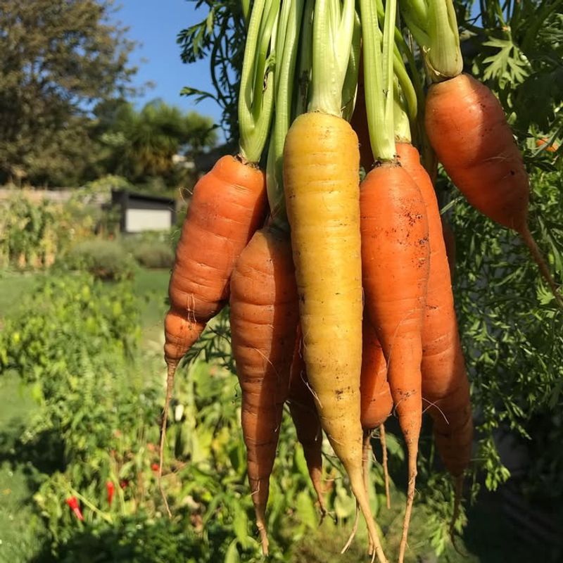 Carrots Digging In For Sweet Rewards