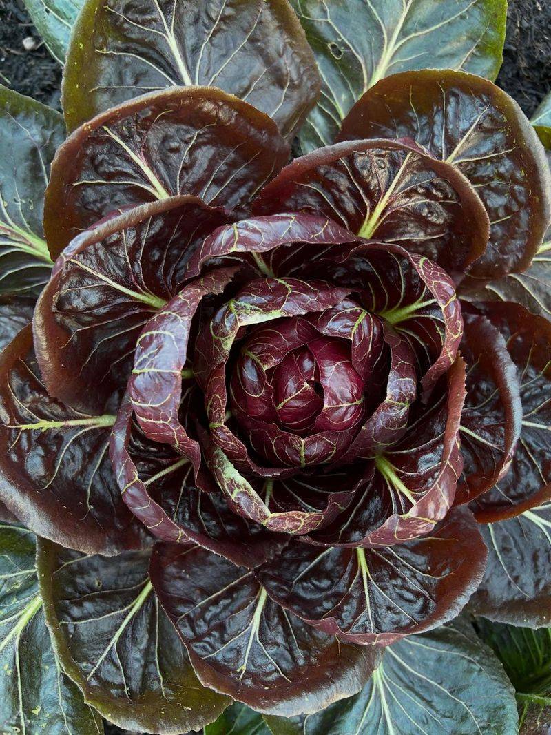 Radicchio That Adds Bold Flavor To A Tiny Footprint