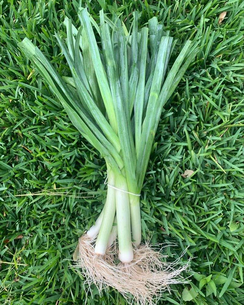 Leek With Tall, Flavorful Stalks