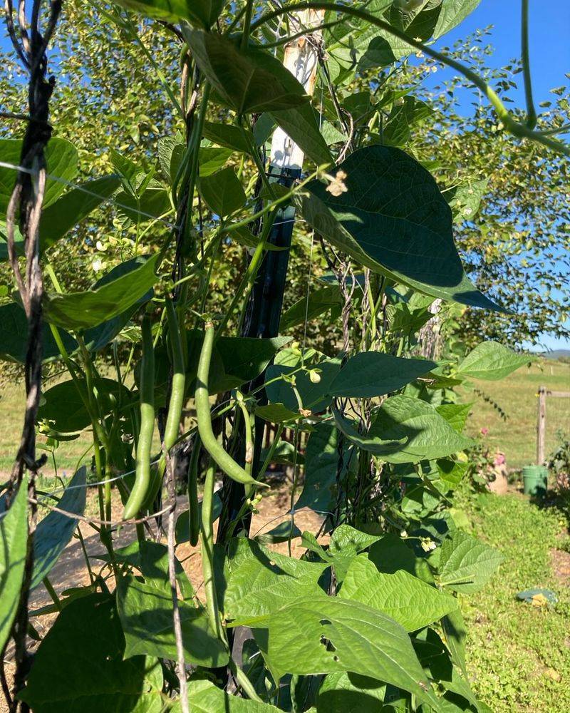 Green Beans Climbing High And Lean