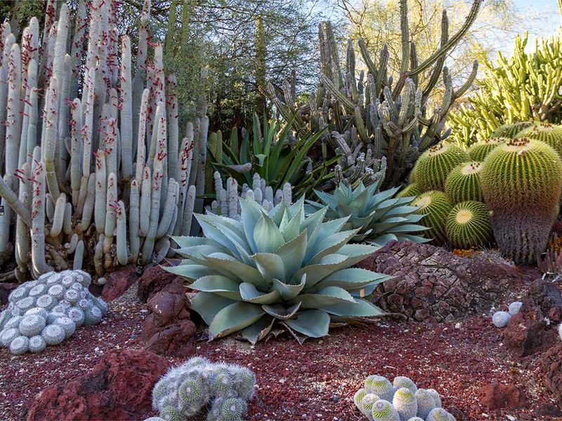 Group Plants By Water Needs