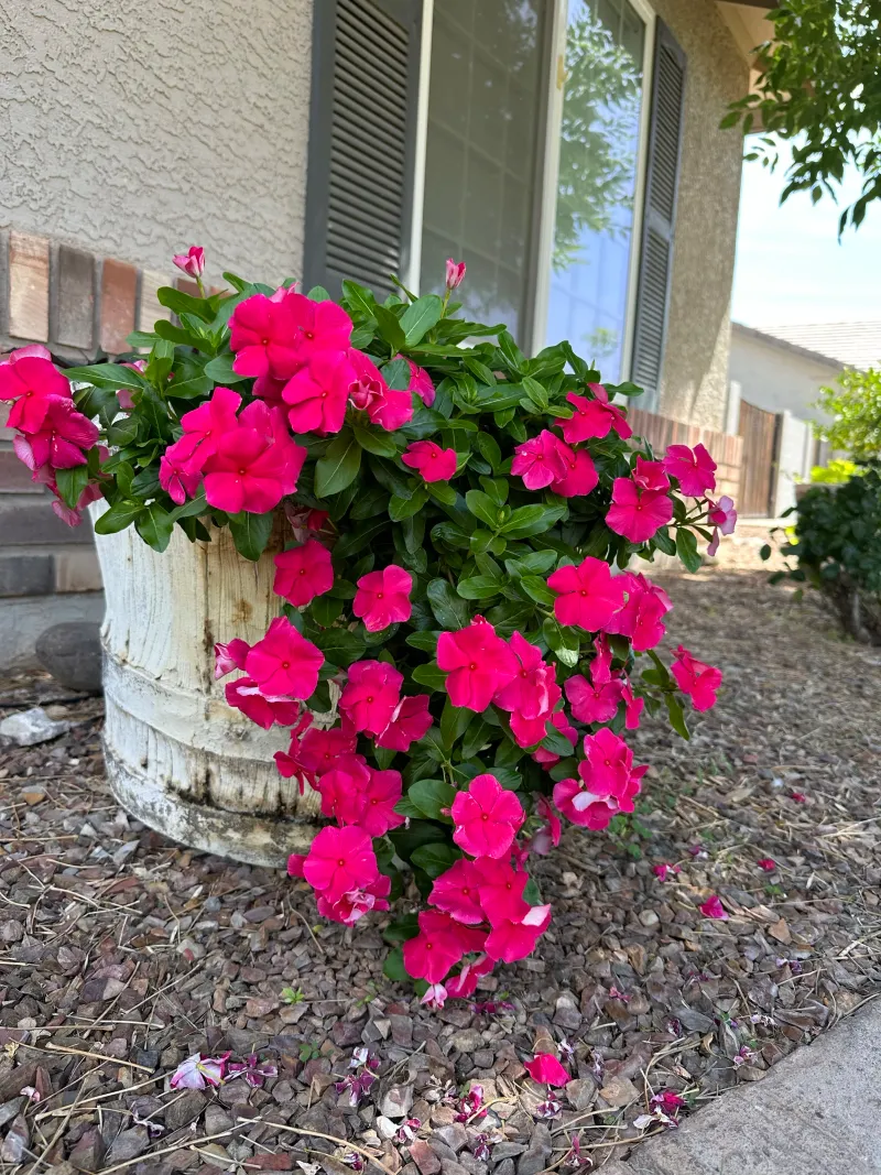 Replace Cool-Season Petunias With Vinca For Extreme Heat