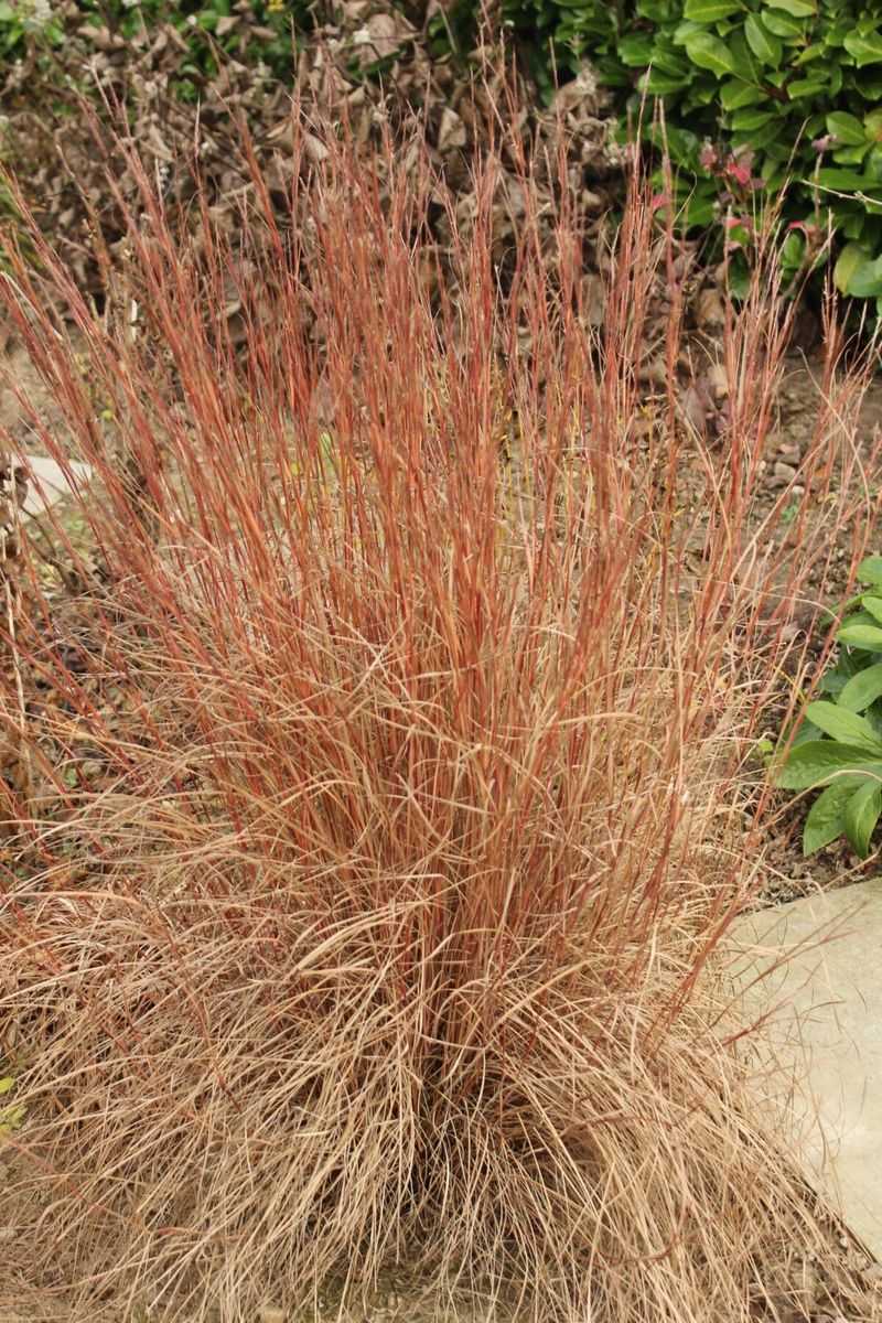 Little Bluestem Brings Soft Color And Fiery Fall Interest