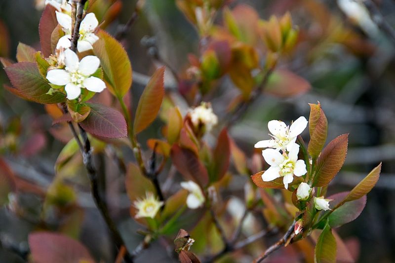 Serviceberry Brings Beauty Through Changing Seasons
