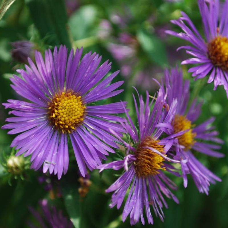 New England Aster Keeps The Color Going Late In The Season