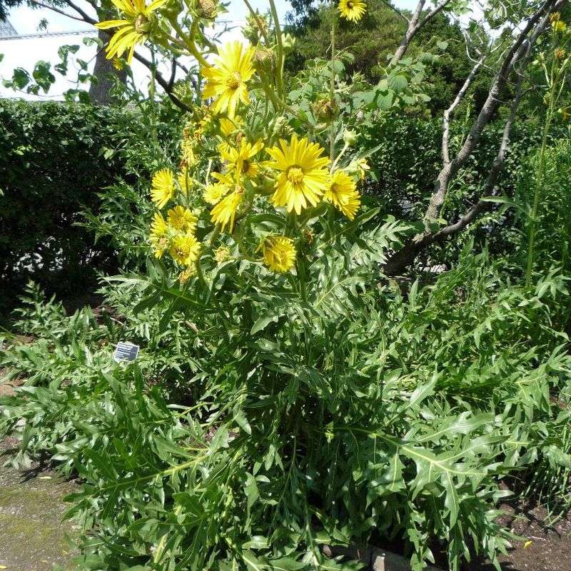 Compass Plant Sends Long Taproots Deep Into Dense Clay