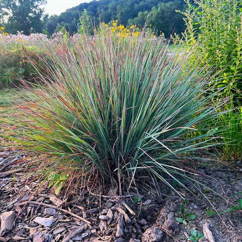 Little Bluestem Stays Vibrant