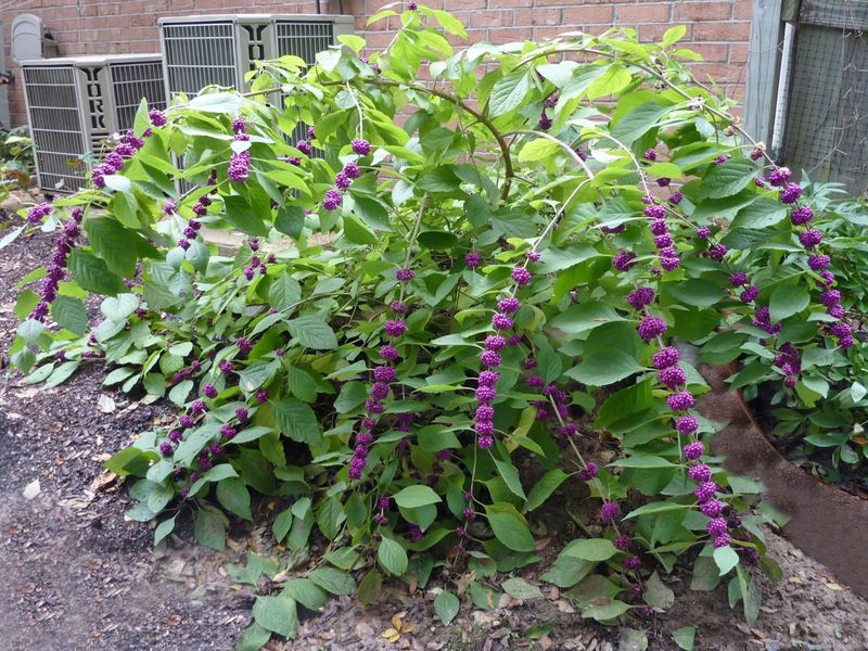 American Beautyberry Adds Colorful Berries And Texture
