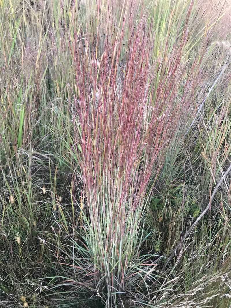 Little Bluestem Provides Nesting Habitat For Wildlife