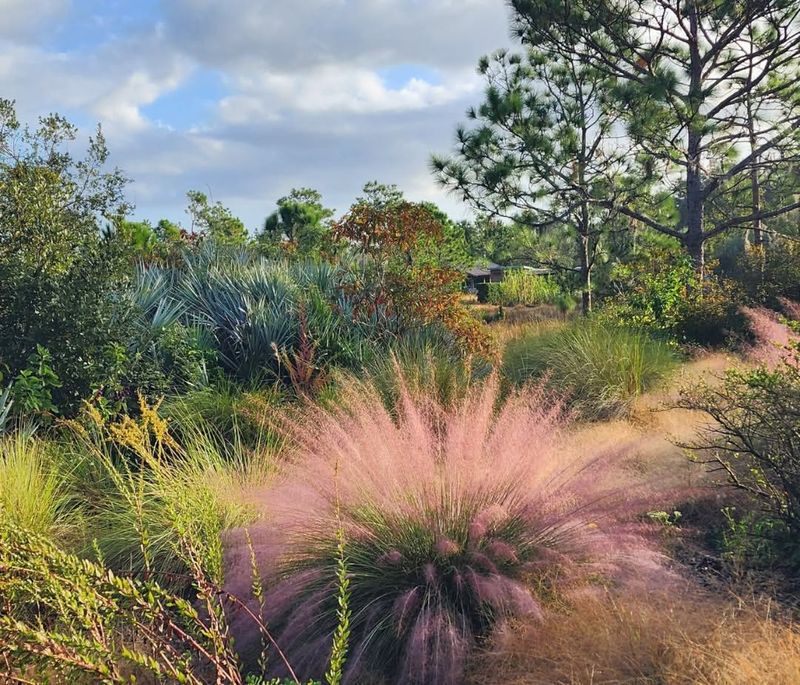 Muhly Grass With Its Cloud-Like Pink Plumes