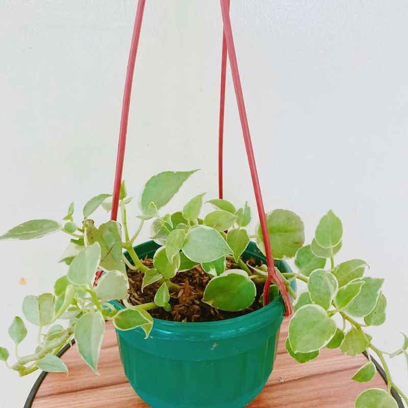 Peperomia Cupid Keeps Things Small Sweet And Cozy