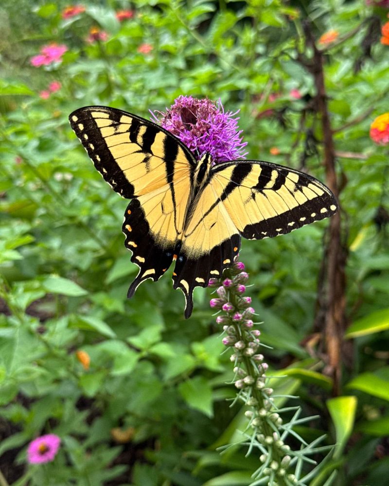 Why Pollinators Love It