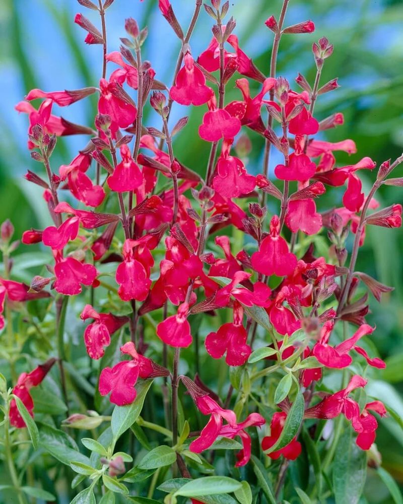 Autumn Sage Pushes Out New Color Soon After A Light Trim