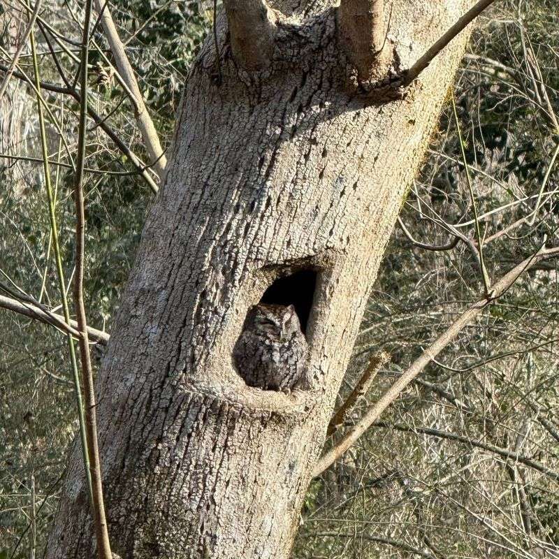 Aging Wildlife Trees That Become Owl Nesting Havens