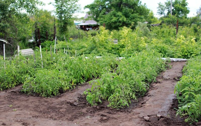 Old Tomato Ground Can Bring Old Problems Back