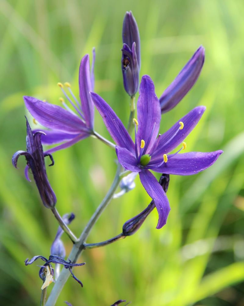 Camas Dancing In The Sunlight