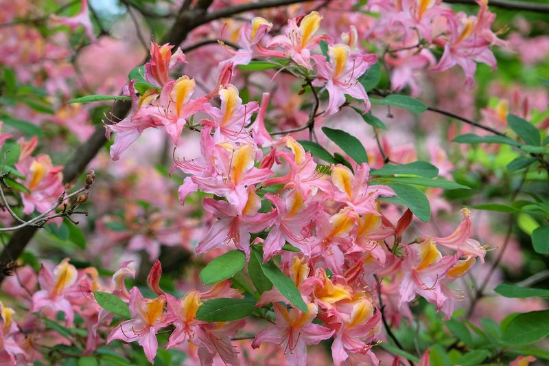 Western Azalea Blooming Fragrance And Coastal Charm