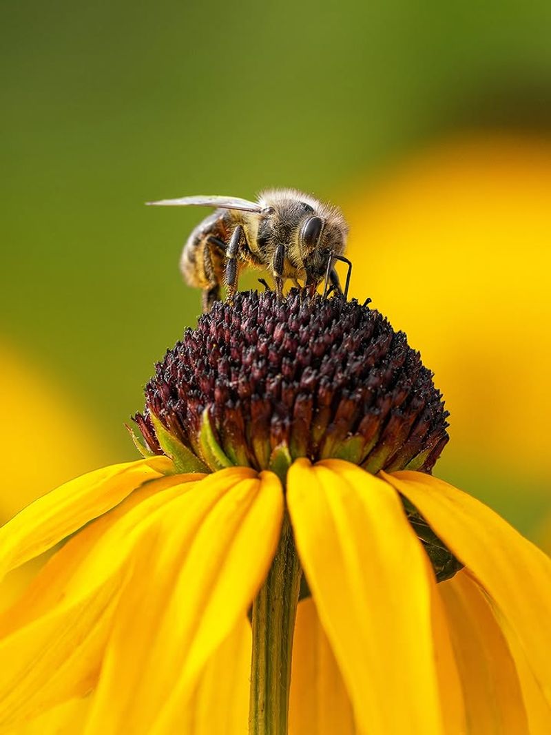 Classic Black Eyed Susan