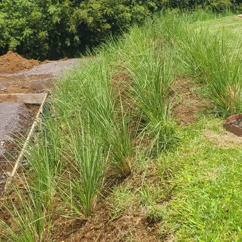 Deeper Roots Improve Drought Tolerance