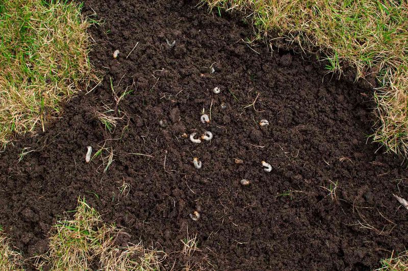 It Makes Lawns More Resistant To Grubs