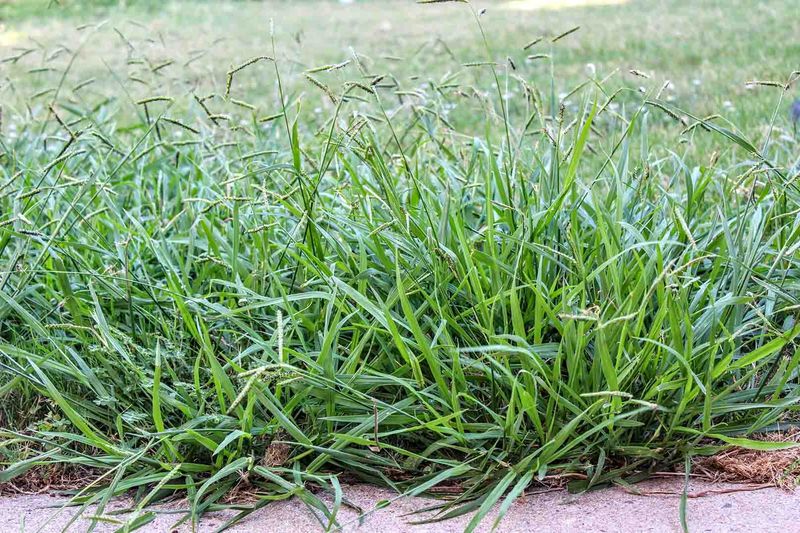 Do Not Wait Until You See Crabgrass