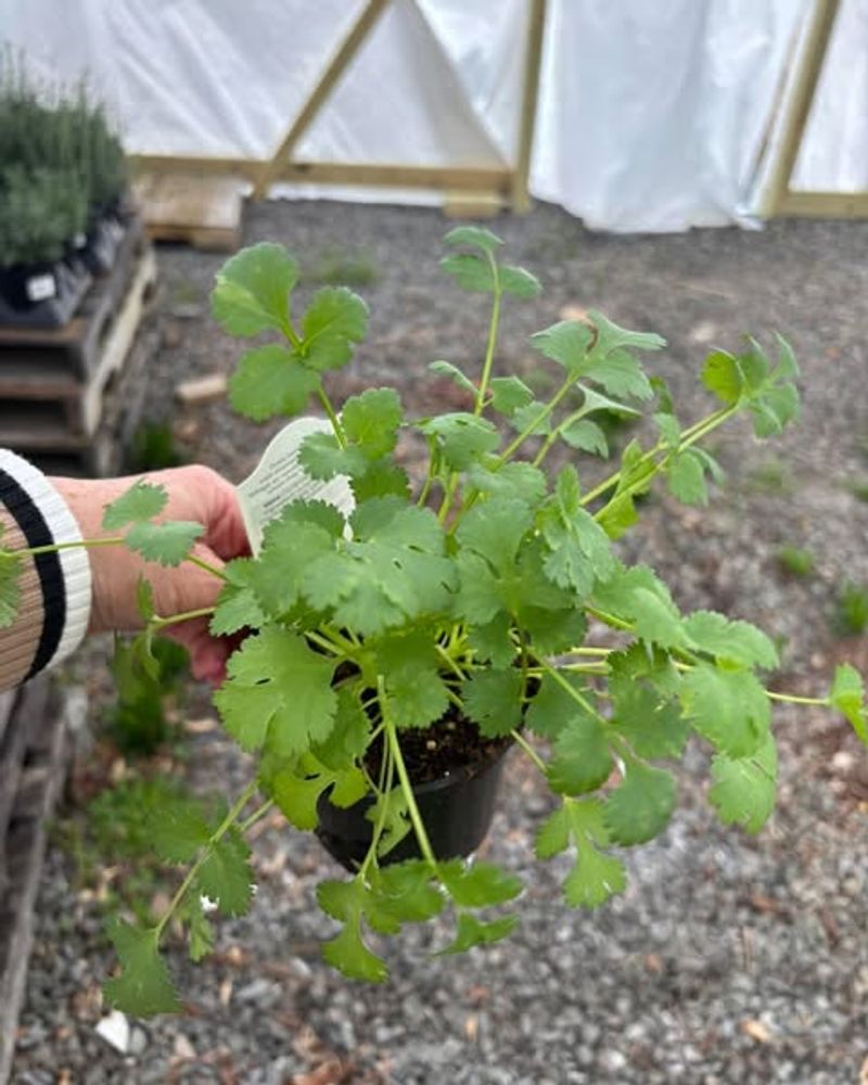 Cilantro Adding Fresh Bright Flavor Fast