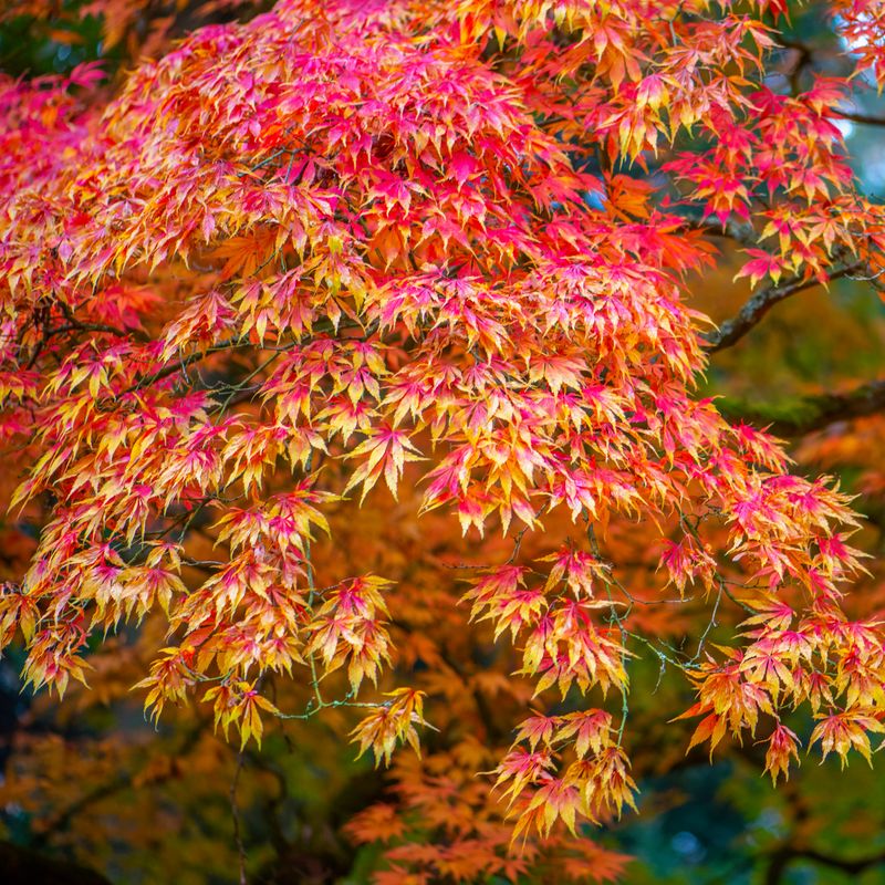 Korean Maple (Acer pseudosieboldianum)