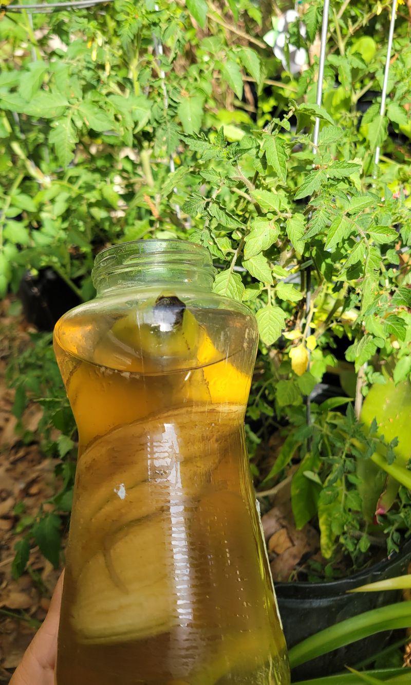 Fruit Cores Help Create Homemade Liquid Fertilizer