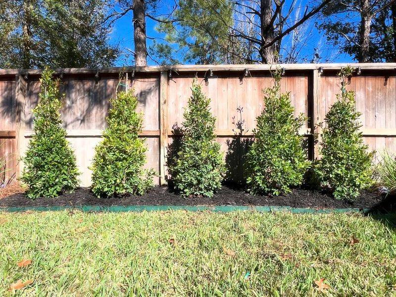 Holly Grows Thick And Blocks Views Well