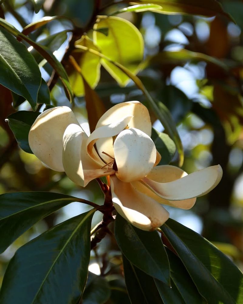 Kay Parris Magnolia Has Glossy Leaves And A Manageable Size